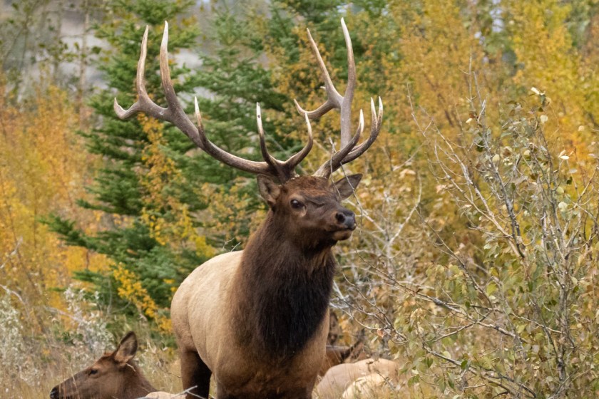 Field Dressing Job Goes Disgustingly Wrong for Unlucky Elk Hunter