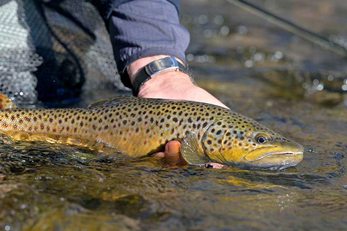 brown trout