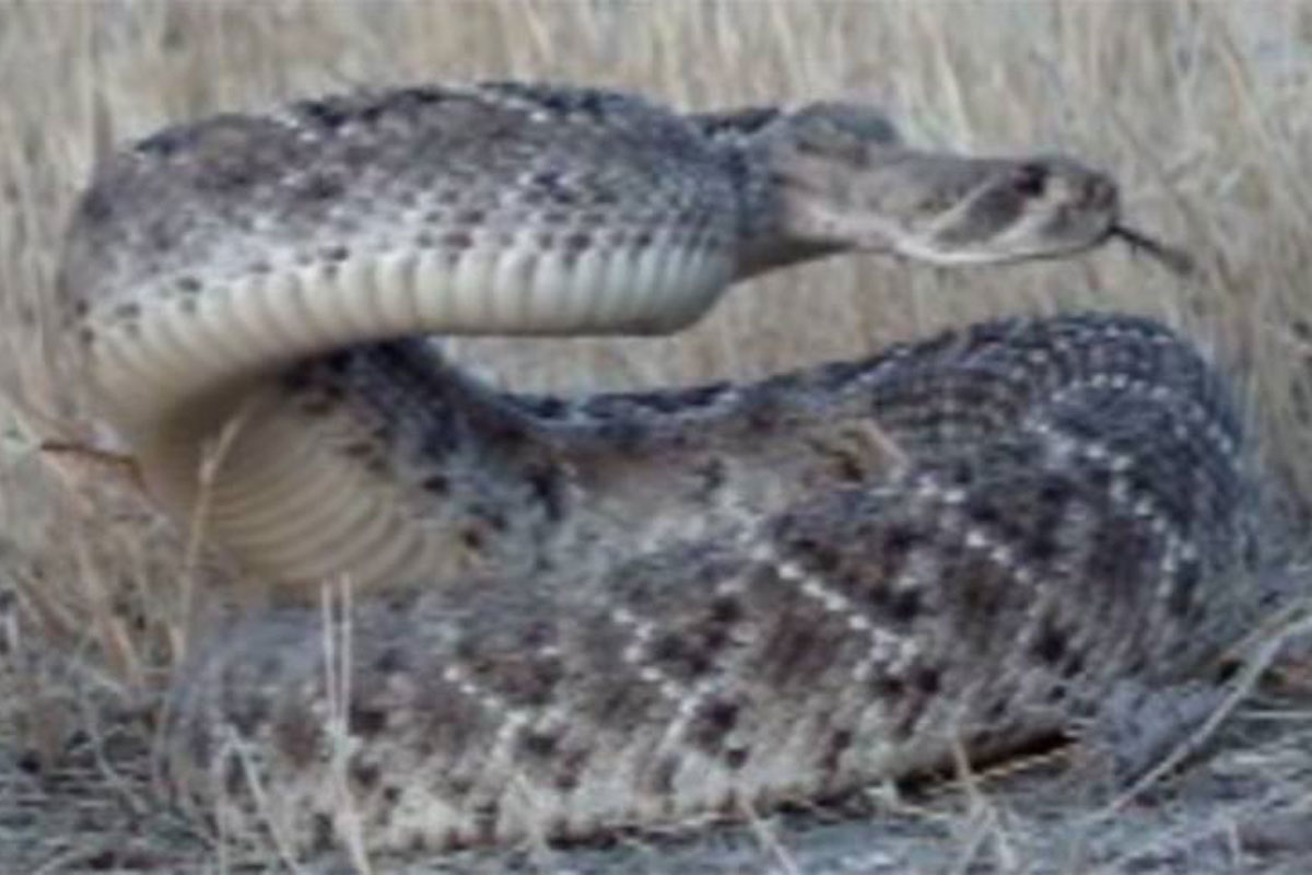 rattlesnake