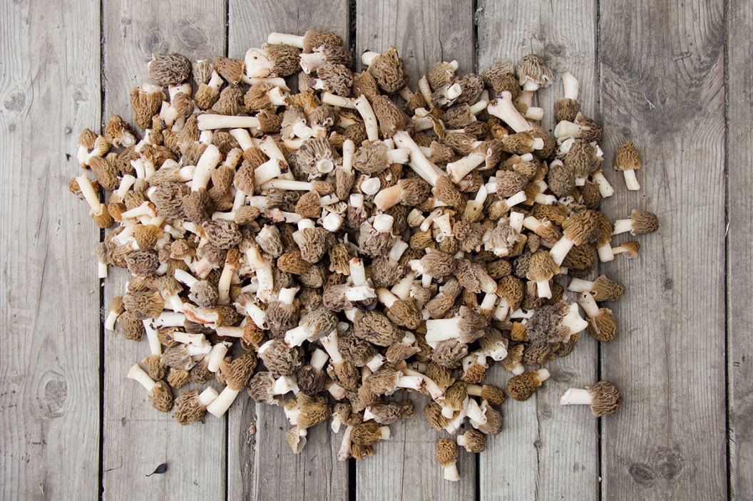 10 Best Tips for Successfully Hunting Morel Mushrooms Wide Open Spaces