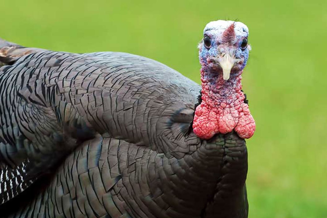 Turkey Vision: How a Gobbler Sees