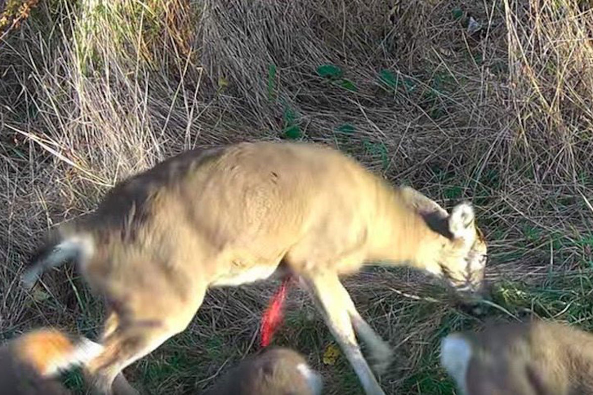 deer heart shot