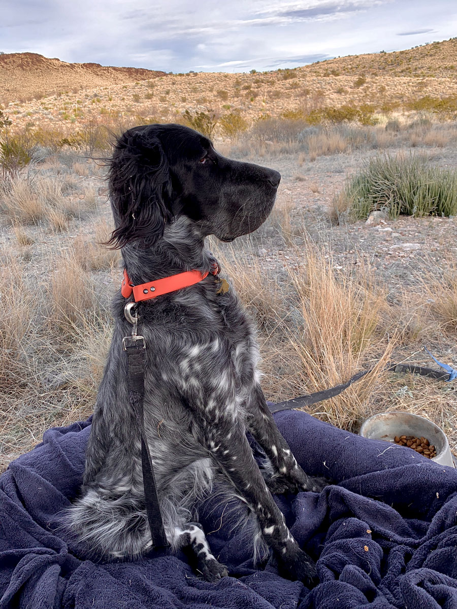 english setter