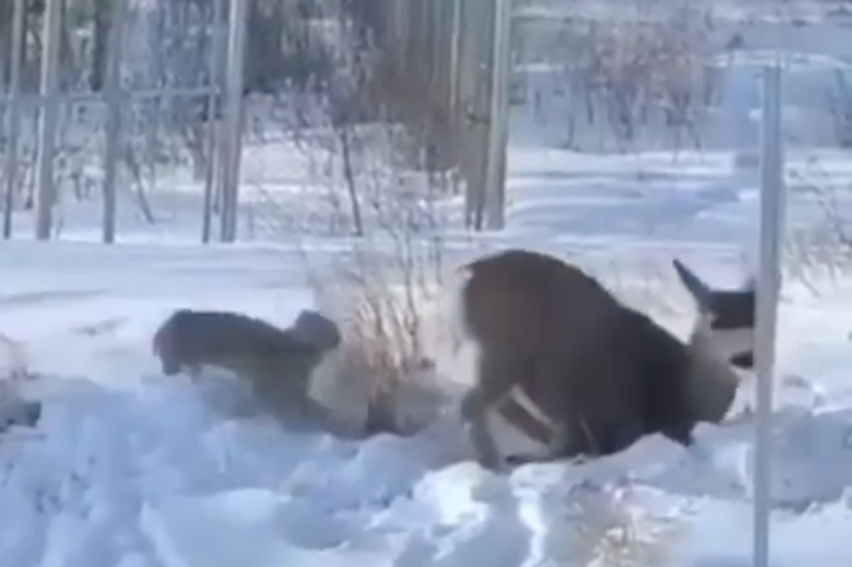 lynx attacks deer