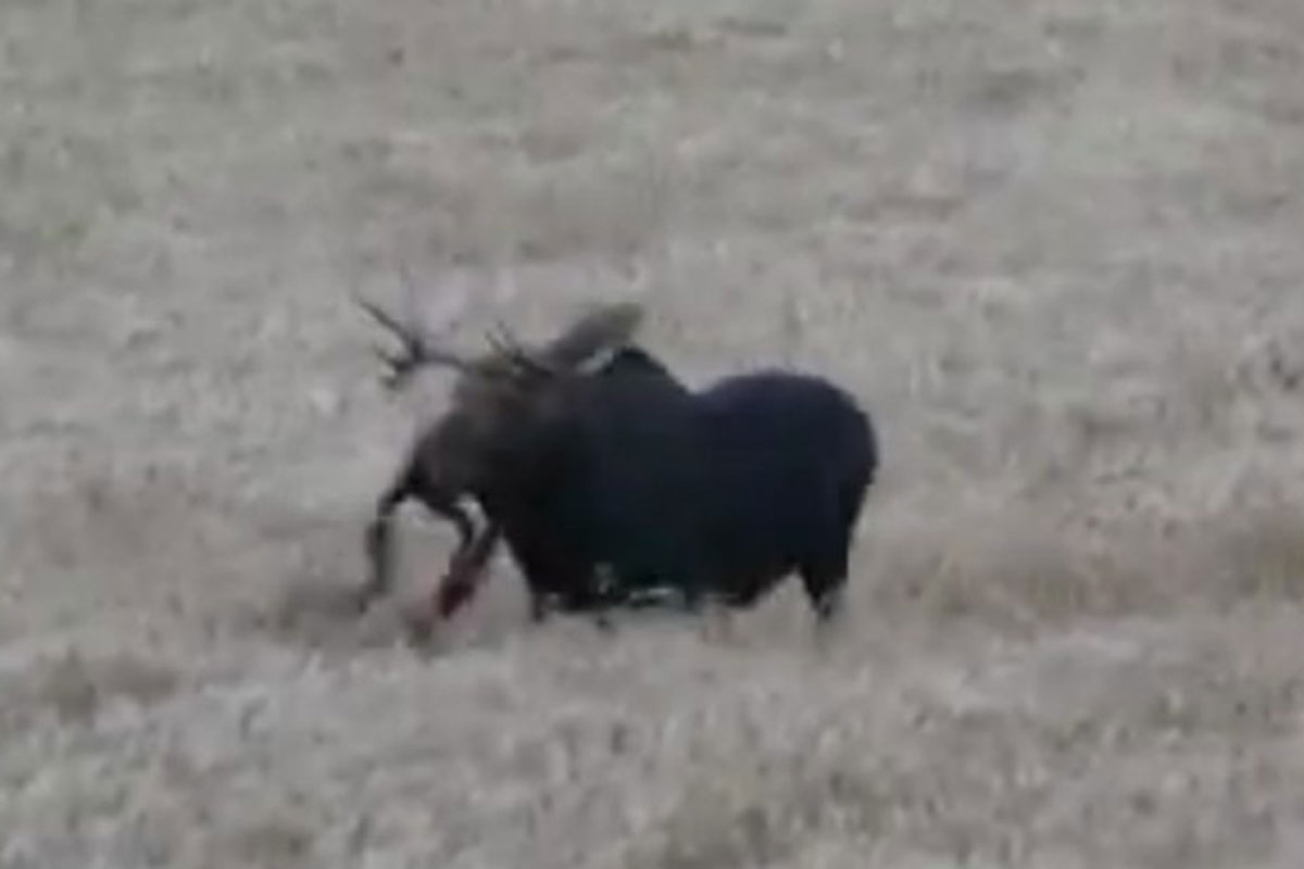 moose hunt