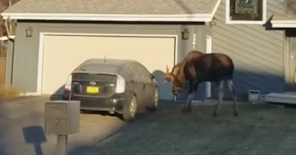 Moose