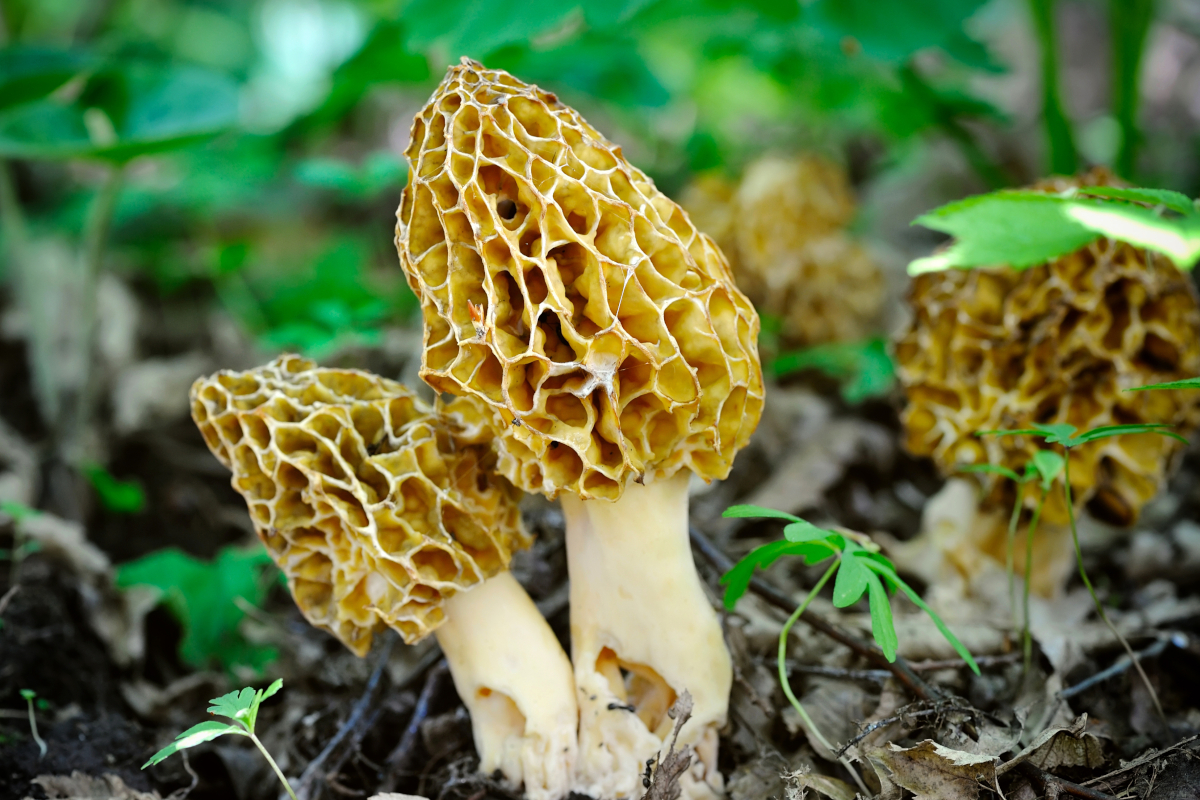 Morel Mushrooms