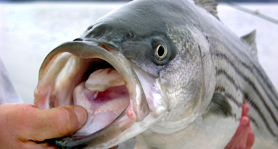 New Jersey Striper Fishing