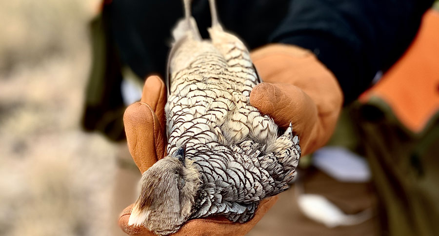 scaled quail