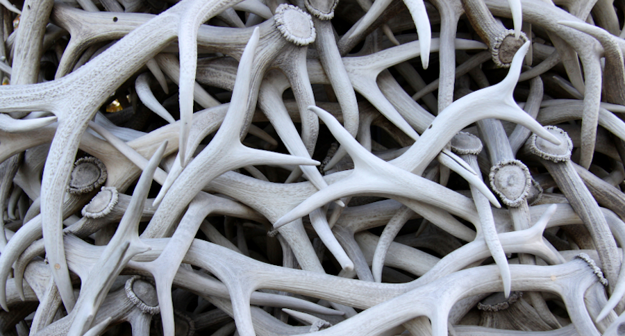 Shed Hunting Ethics Course
