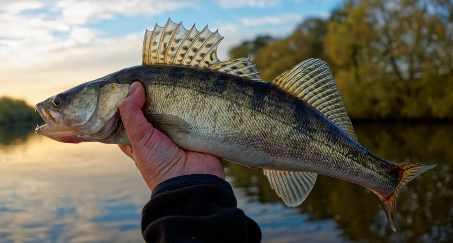 walleye fishing