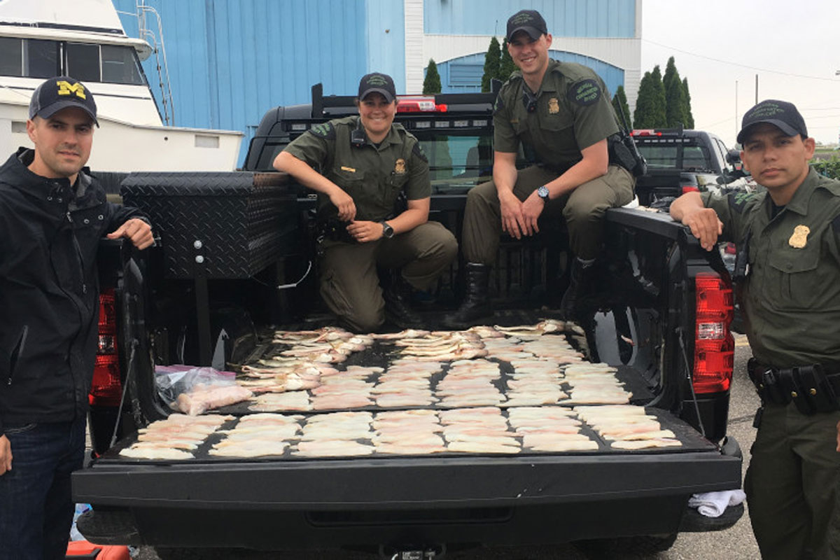 walleye