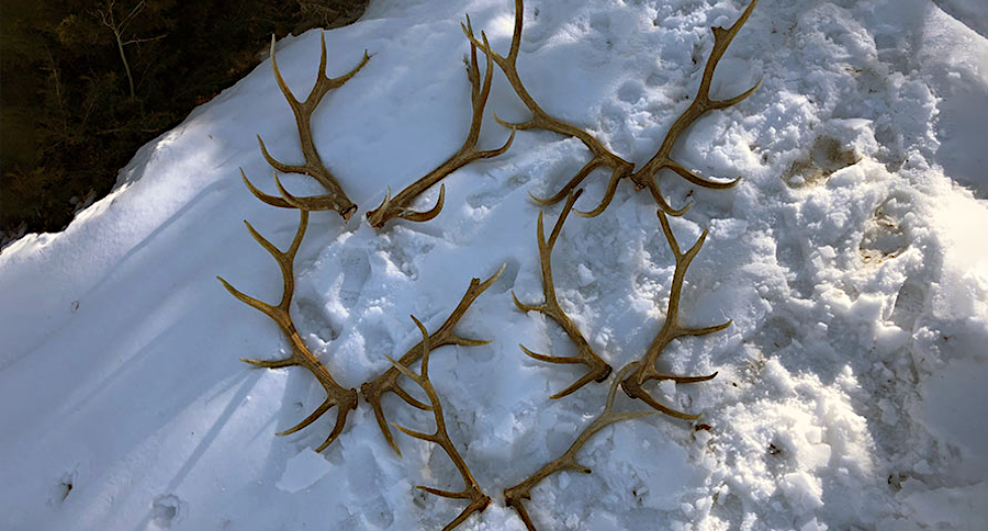 6 Bull Elk Poached