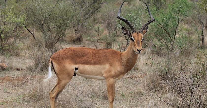 Animals in Africa You Need to Hunt impala
