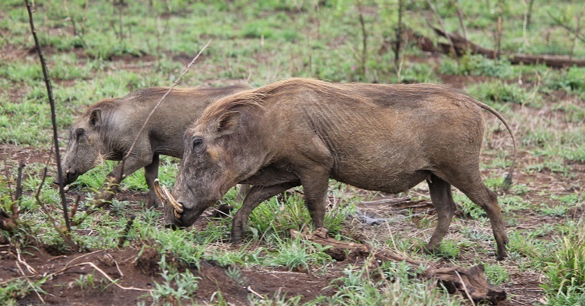 Animals in Africa You Need to Hunt warthog