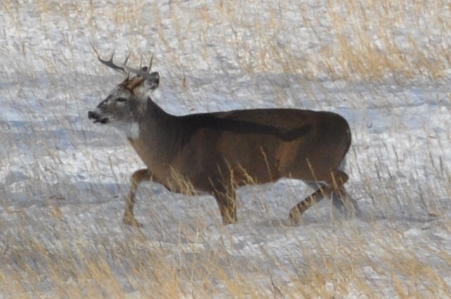 Deer on Your Property