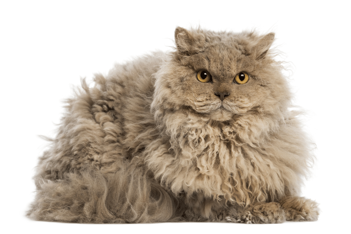Curly Haired Cat Breeds That Are Still Rocking 80s Perms