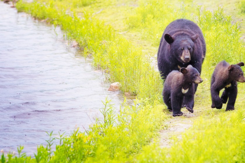 Female black bear and her two cubs walking by a river on a rainy day in Canada in early Summer