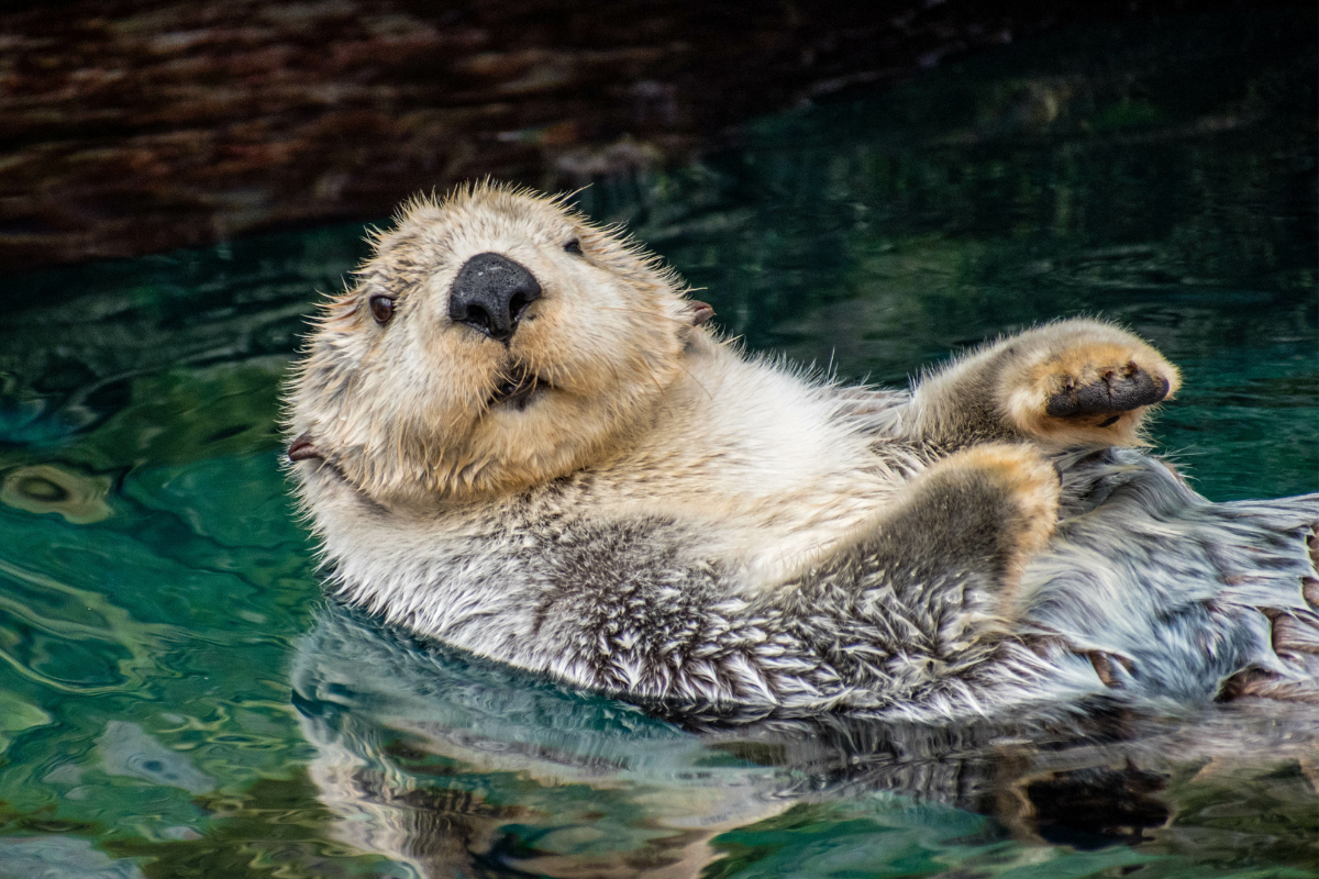 Do otters make good pets where is it legal to own one