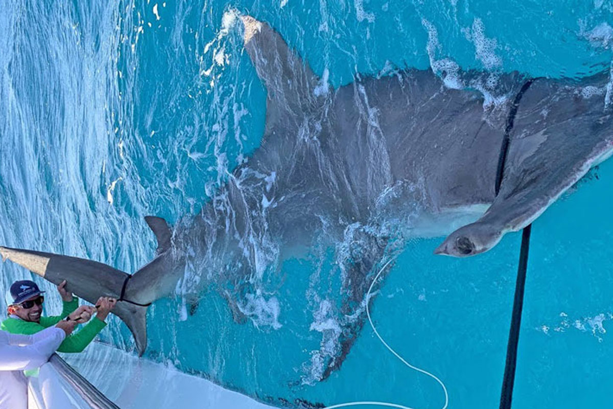 hammerhead