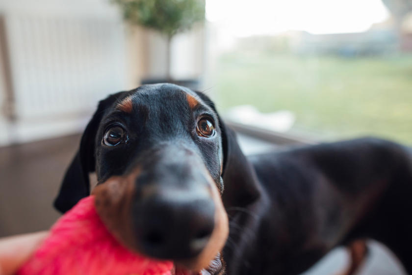 diy dog toys