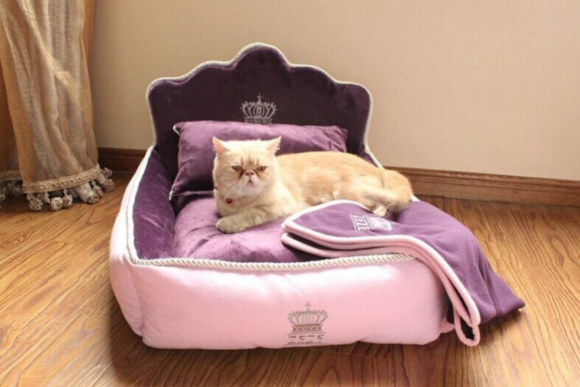 cute cat beds