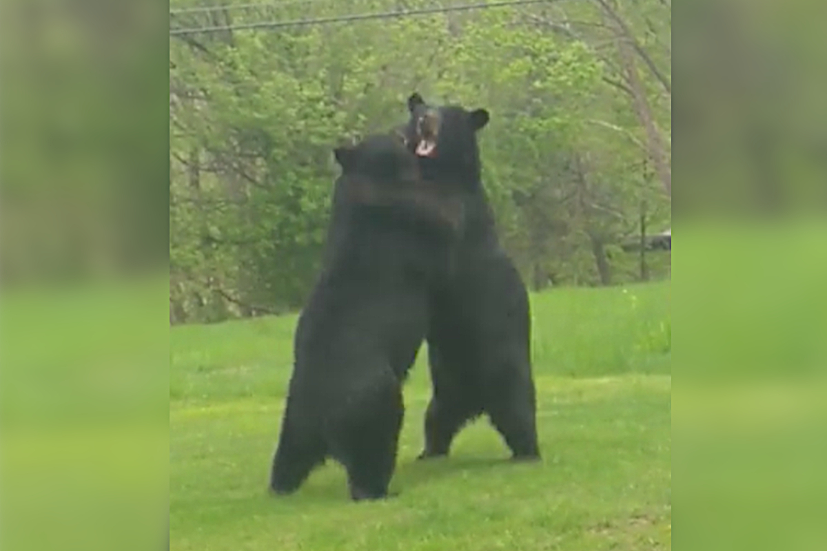 Bear Fight