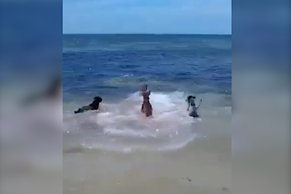Big Shark