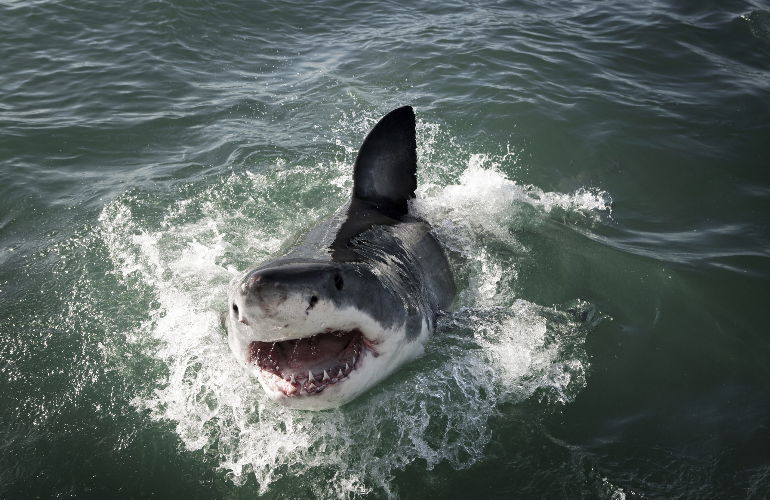 Pictures of Great White Sharks