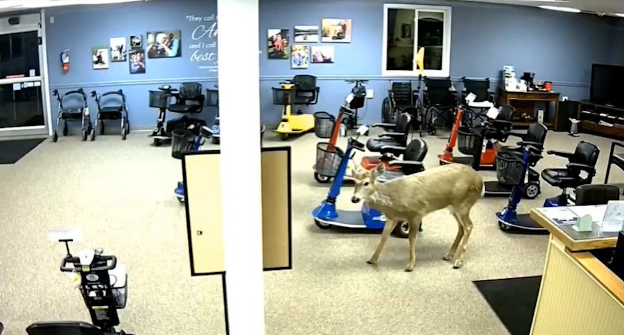 Deer in a Store