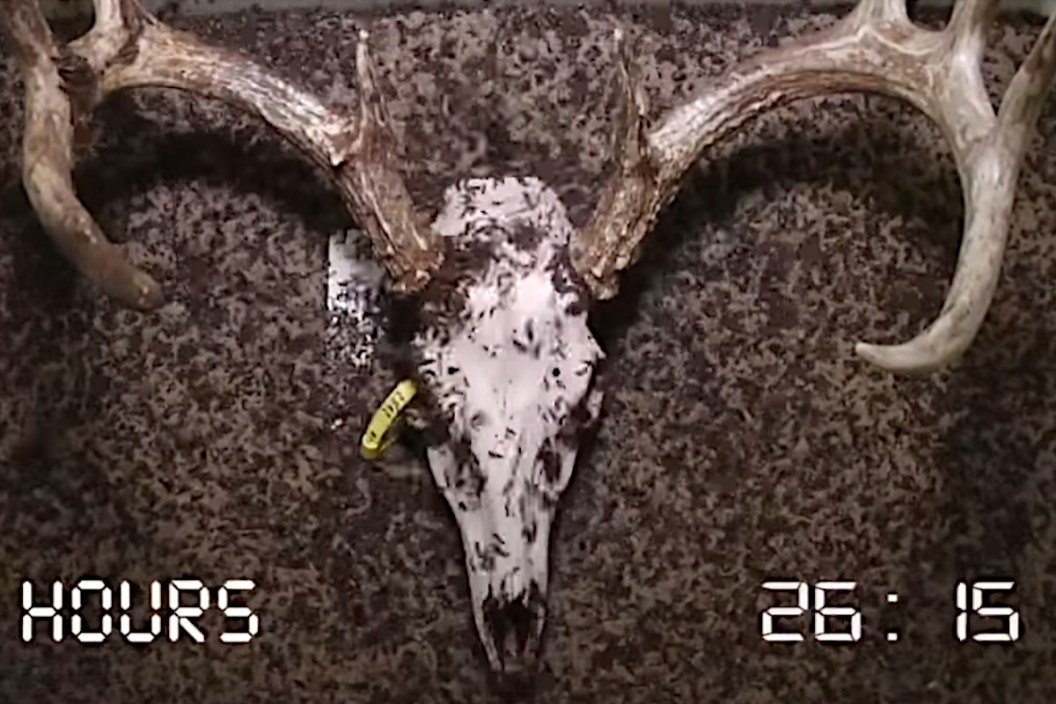 Deer Skull