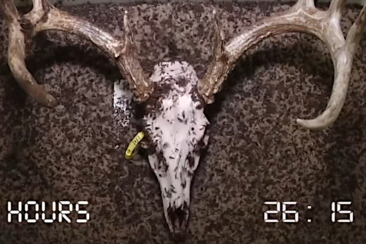Time Lapse Shows FleshEating Beetles Working Quickly to Clean a Deer