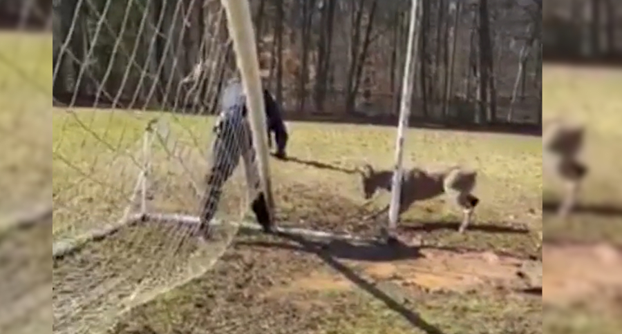 Deer Soccer Net