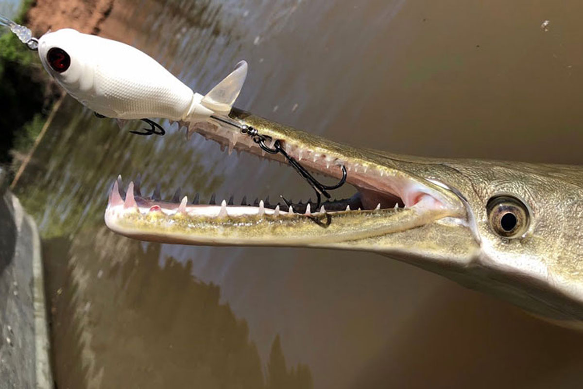 Angler Catches Alligator Gar on Whopper Plopper - Wide Open Spaces Angler Catches Alligator Gar on Whopper Plopper - Wide Open Spaces