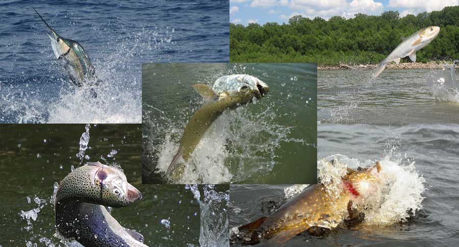30 Photos of Fish Jumping Out of Water You Want to Fish In - Wide