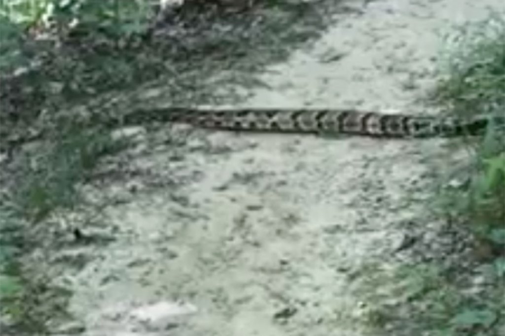 Large Indiana Snake Large Rattlesnake Crosses Trail in Indiana State Park - Wide Open Spaces