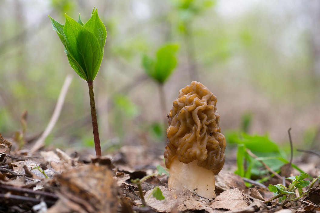 A morel mushroom in the woods