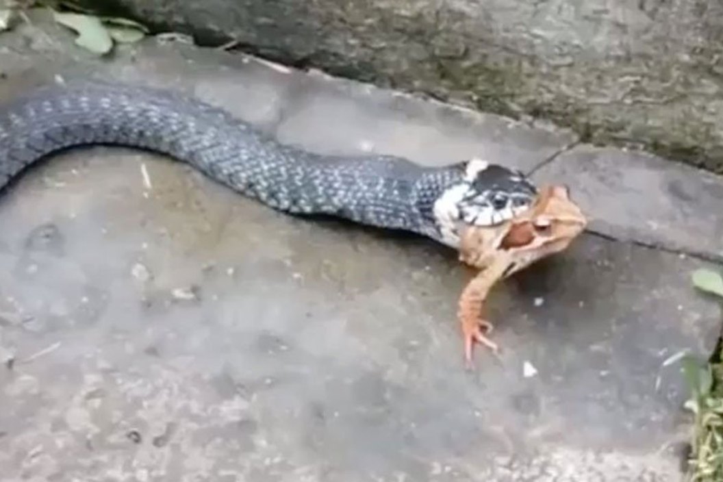 snake eating frog