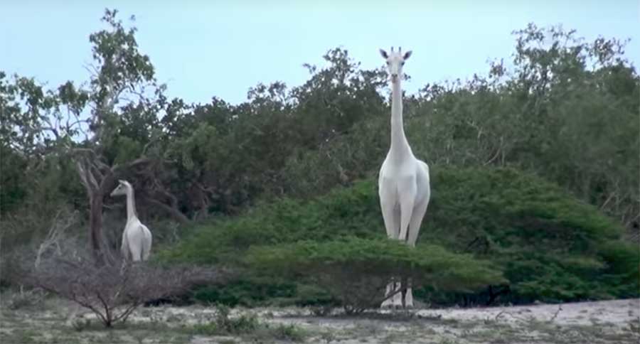 White Giraffe