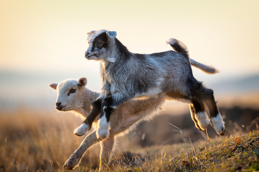 Goat jumping in field