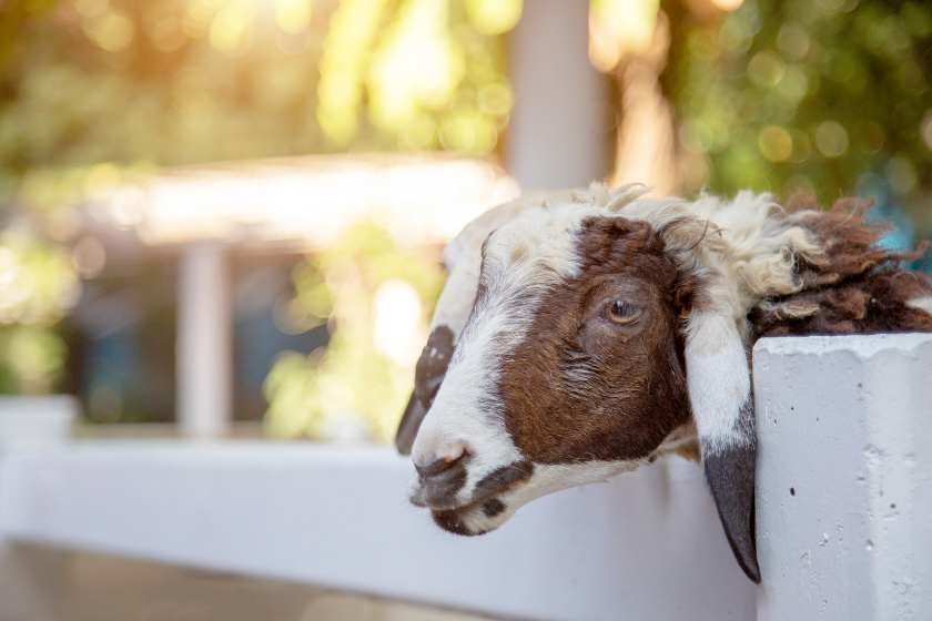 Goat resting head on fence