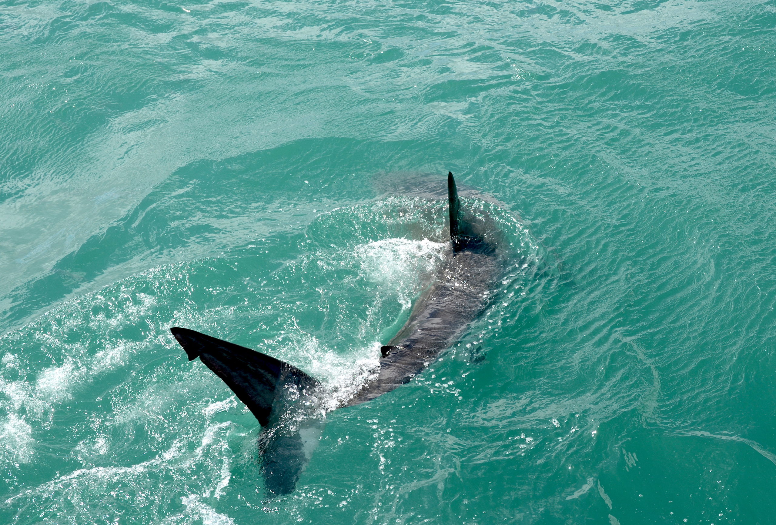 Pictures of Great White Sharks