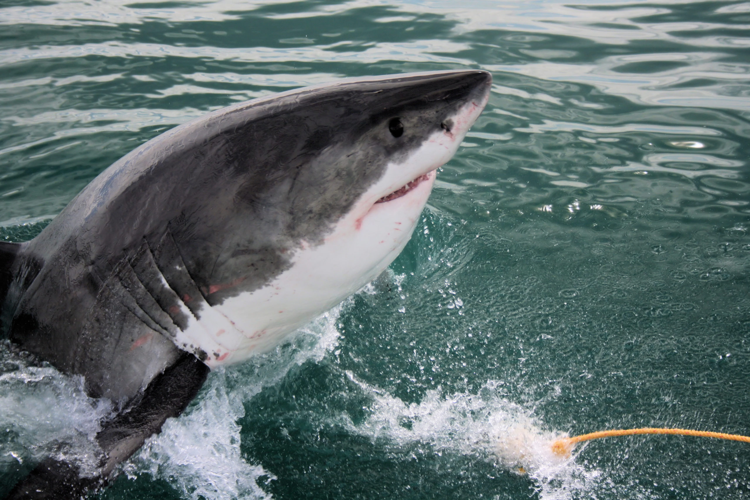 Pictures of Great White Sharks