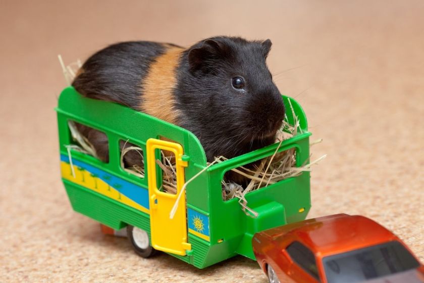 10 Coolest Guinea Pig Toys of 2022 for Your Guinea Pig, Hamster + More