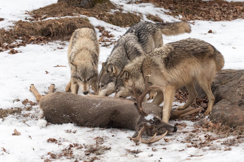 How Big are Wolves