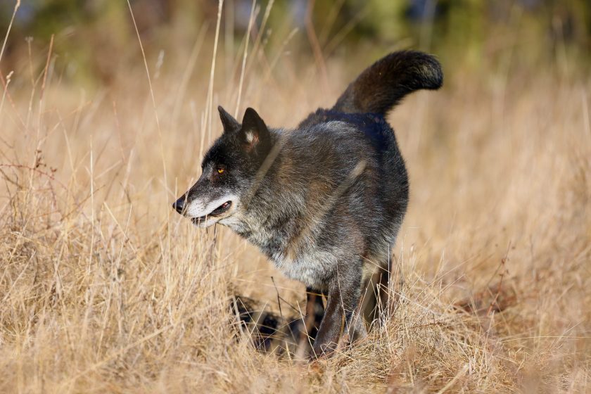 How Big are Wolves