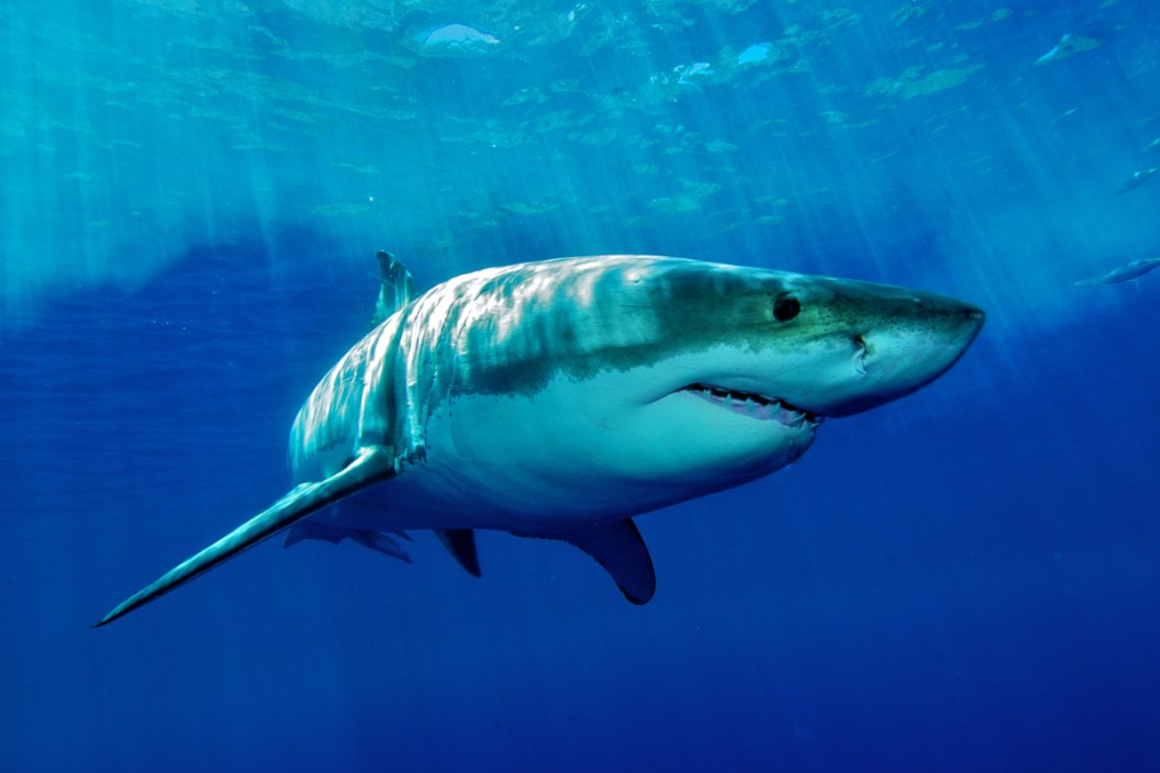 How Big Do Great White Sharks Get
