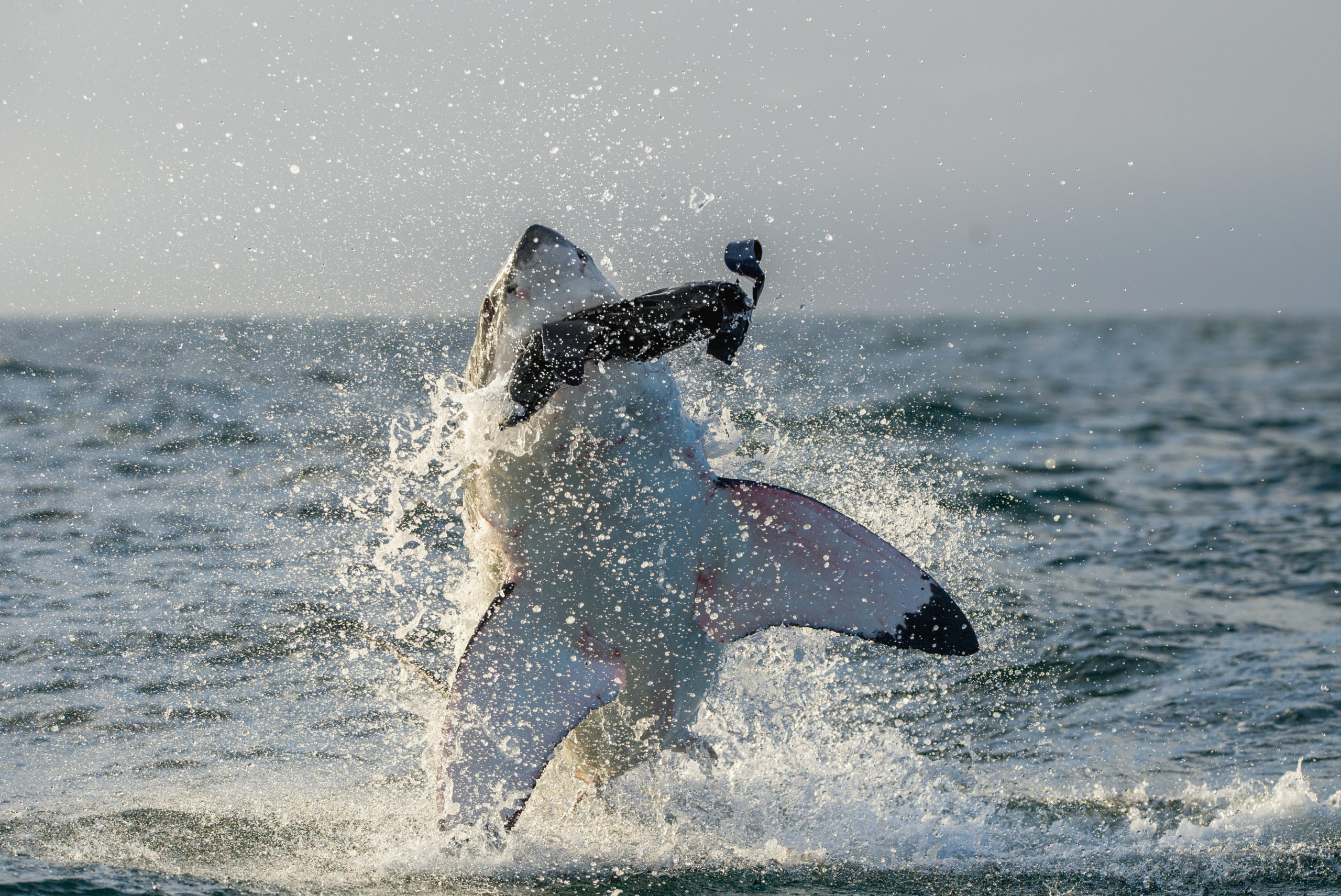 How Big do Great White Sharks Get