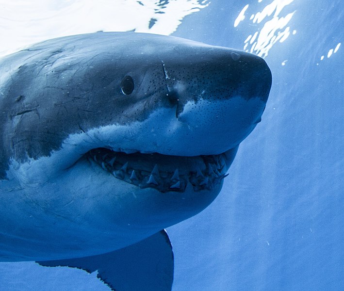How Big do Great White Sharks Get