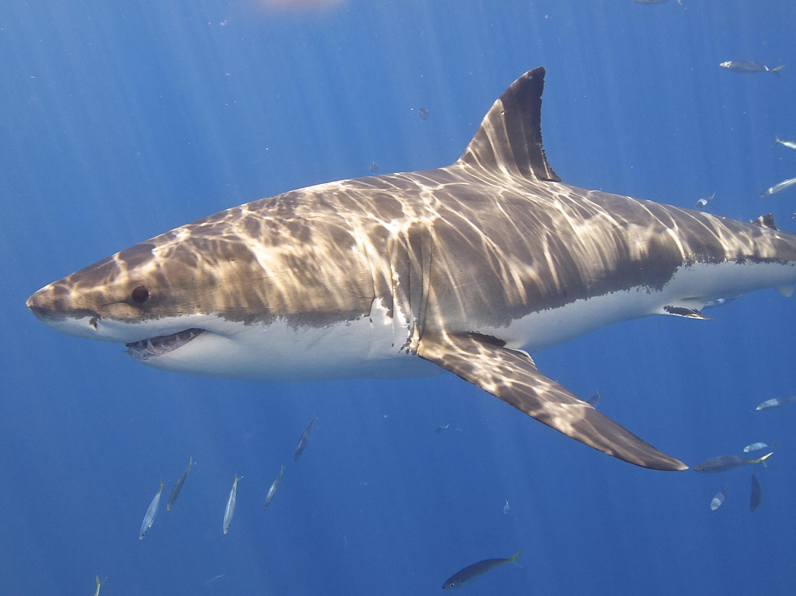 Pictures of Great White Sharks